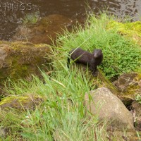 Mink